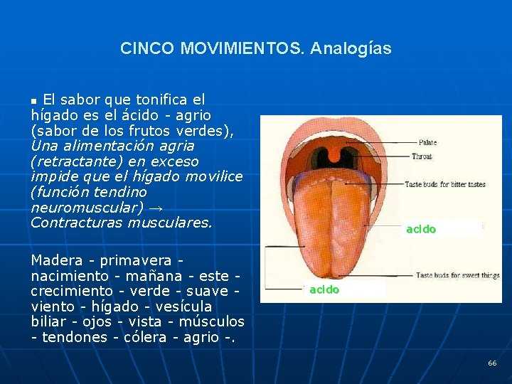 CINCO MOVIMIENTOS. Analogías El sabor que tonifica el hígado es el ácido - agrio