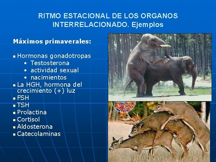 RITMO ESTACIONAL DE LOS ORGANOS INTERRELACIONADO. Ejemplos Máximos primaverales: Hormonas gonadotropas • Testosterona •