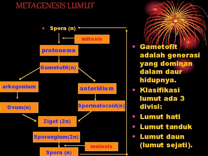 METAGENESIS LUMUT • Spora (n) mitosis protonema Gametofit(n) arkegonium anteridium Spermatozoid(n) Ovum(n) Zigot (2