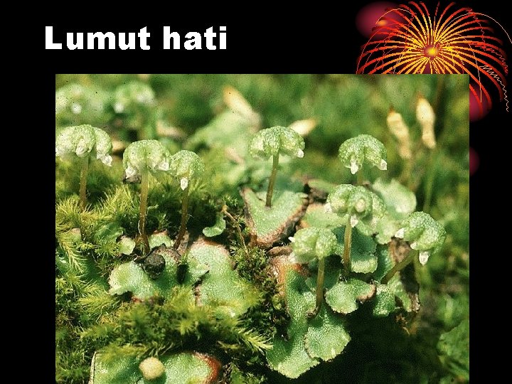 Lumut hati Lumut hati