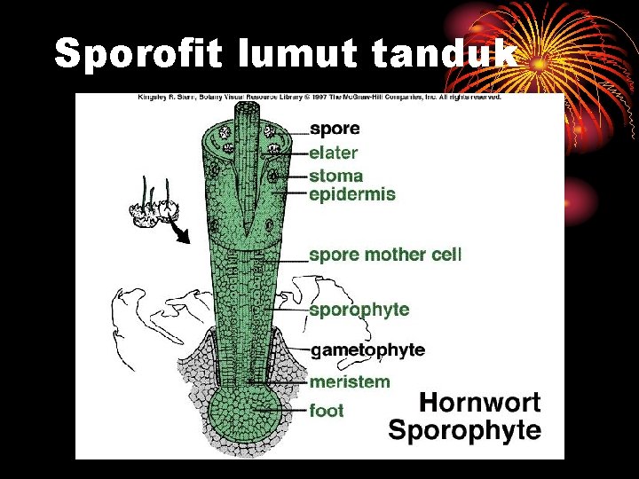 Sporofit lumut tanduk 