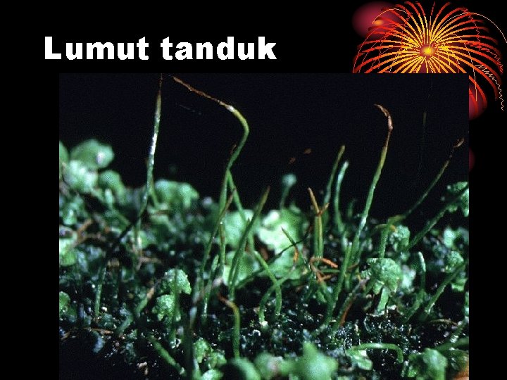 Lumut tanduk Lumut tanduk