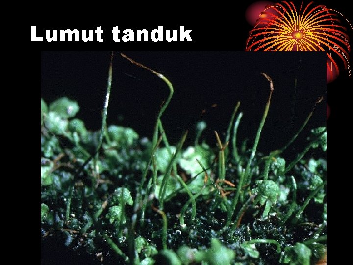 Lumut tanduk 