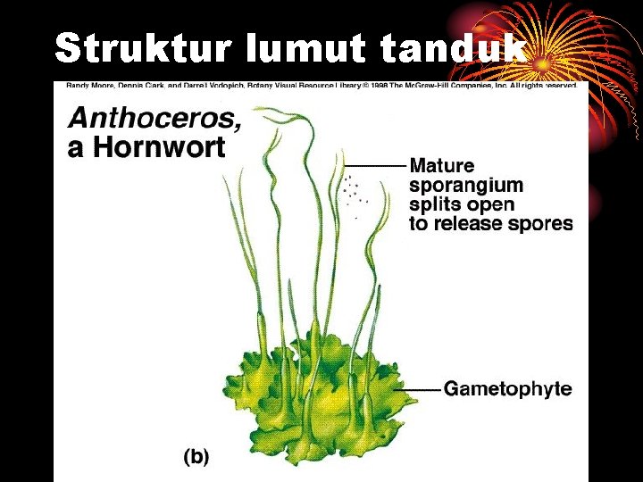 Struktur lumut tanduk Struktur lumut tanduk