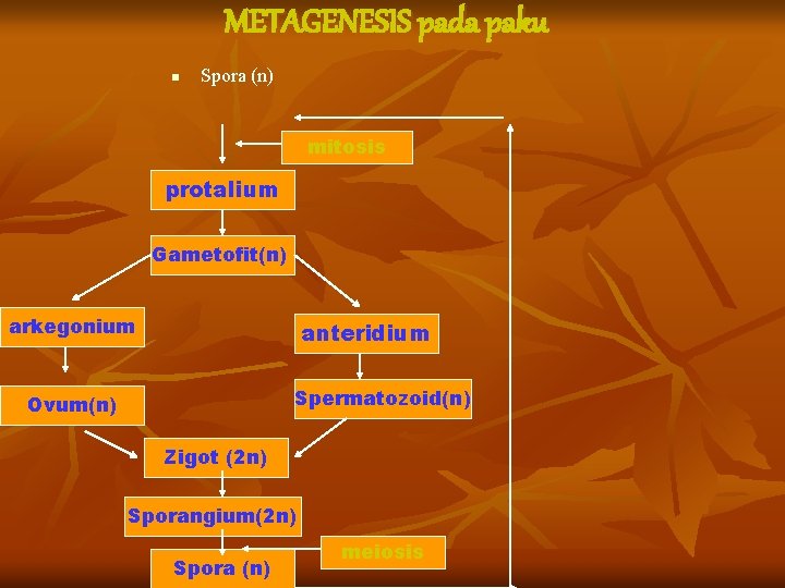 METAGENESIS pada paku n Spora (n) mitosis protalium Gametofit(n) arkegonium anteridium Spermatozoid(n) Ovum(n) Zigot METAGENESIS pada paku n Spora (n) mitosis protalium Gametofit(n) arkegonium anteridium Spermatozoid(n) Ovum(n) Zigot