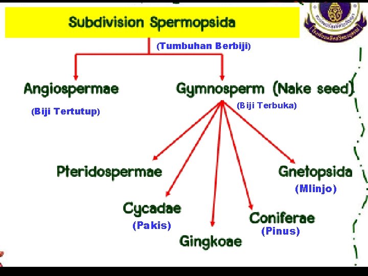 (Tumbuhan Berbiji) (Biji Terbuka) (Biji Tertutup) (Mlinjo) (Pakis) (Pinus) 