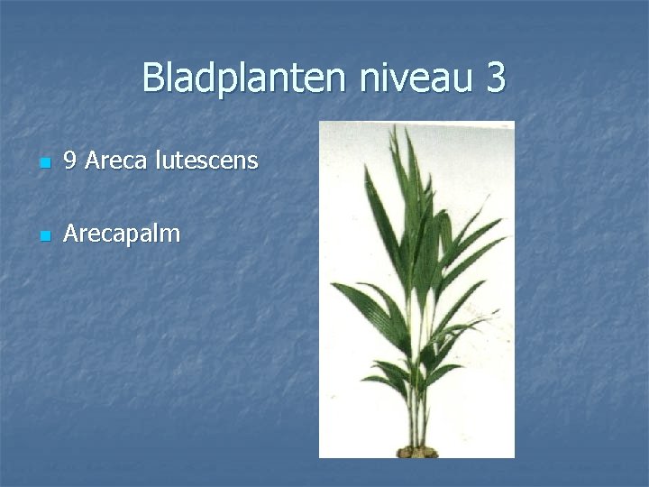 Bladplanten niveau 3 n 9 Areca lutescens n Arecapalm 