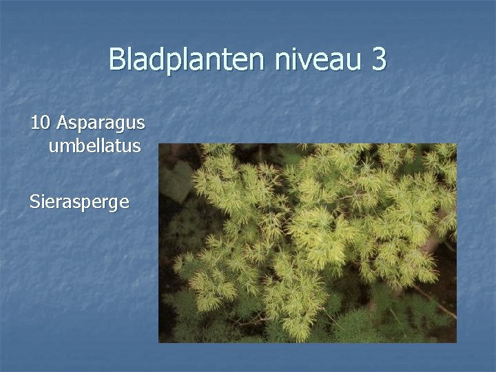 Bladplanten niveau 3 10 Asparagus umbellatus Sierasperge 