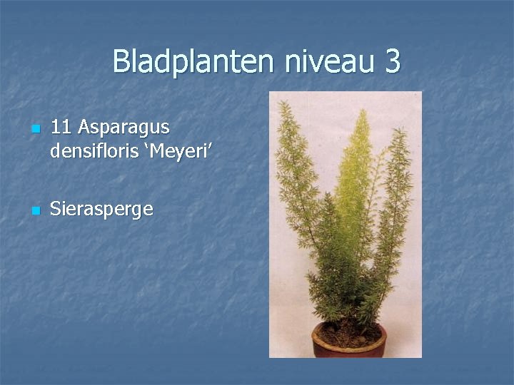 Bladplanten niveau 3 n n 11 Asparagus densifloris ‘Meyeri’ Sierasperge 