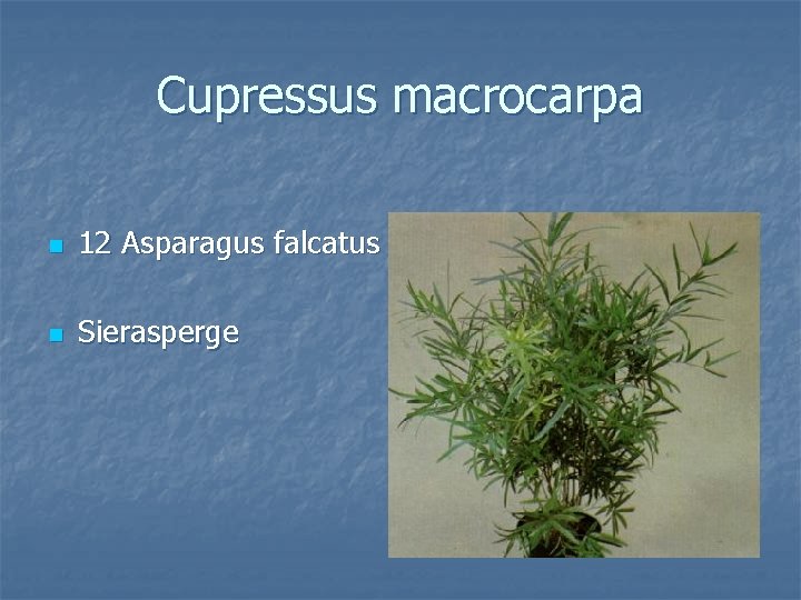 Cupressus macrocarpa n 12 Asparagus falcatus n Sierasperge 