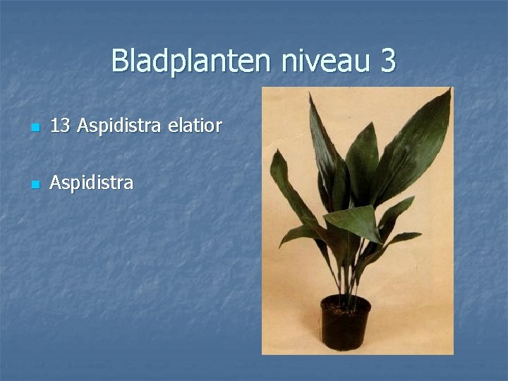 Bladplanten niveau 3 n 13 Aspidistra elatior n Aspidistra 