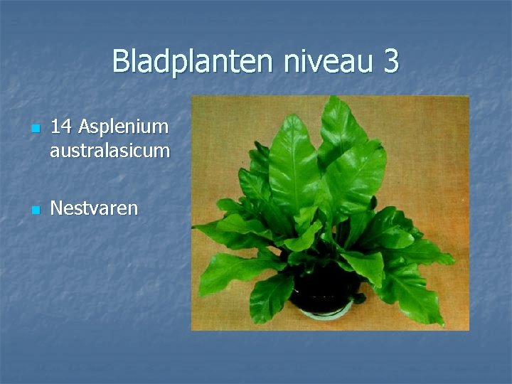 Bladplanten niveau 3 n n 14 Asplenium australasicum Nestvaren 