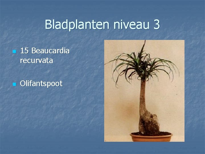 Bladplanten niveau 3 n n 15 Beaucardia recurvata Olifantspoot 