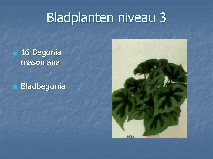 Bladplanten niveau 3 n n 16 Begonia masoniana Bladbegonia 