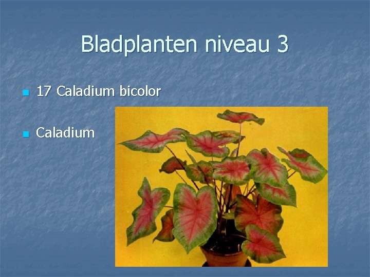 Bladplanten niveau 3 n 17 Caladium bicolor n Caladium 