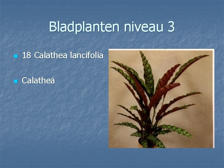 Bladplanten niveau 3 n 18 Calathea lancifolia n Calathea 