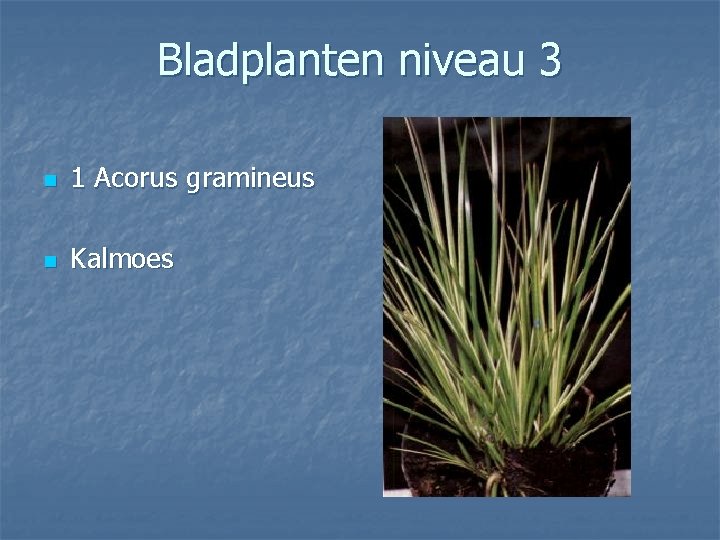 Bladplanten niveau 3 n 1 Acorus gramineus n Kalmoes 