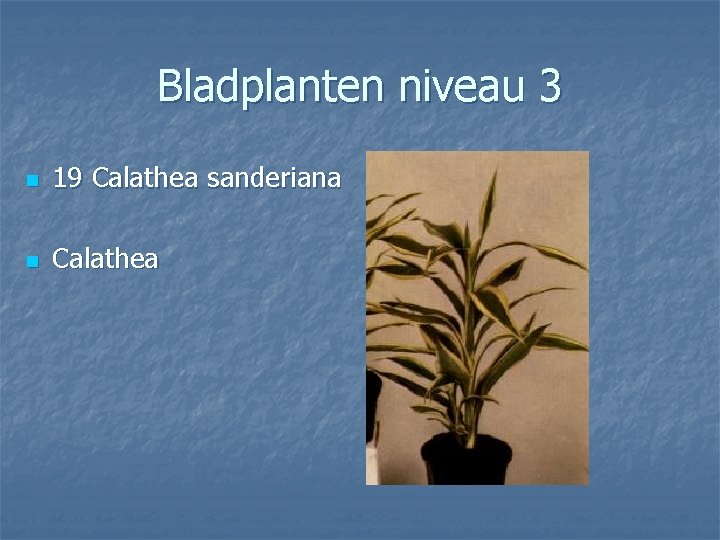 Bladplanten niveau 3 n 19 Calathea sanderiana n Calathea 