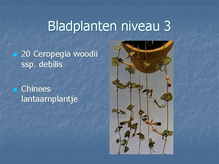 Bladplanten niveau 3 n n 20 Ceropegia woodii ssp. debilis Chinees lantaarnplantje 
