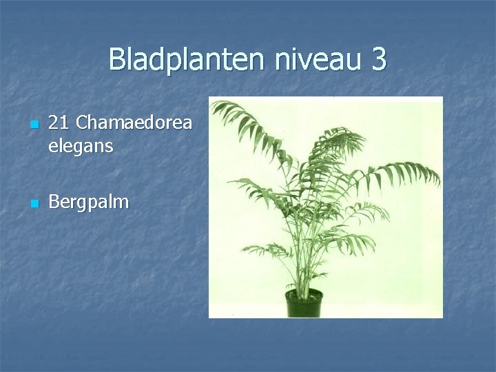 Bladplanten niveau 3 n n 21 Chamaedorea elegans Bergpalm 