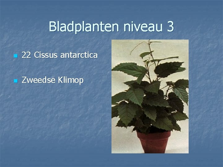 Bladplanten niveau 3 n 22 Cissus antarctica n Zweedse Klimop 
