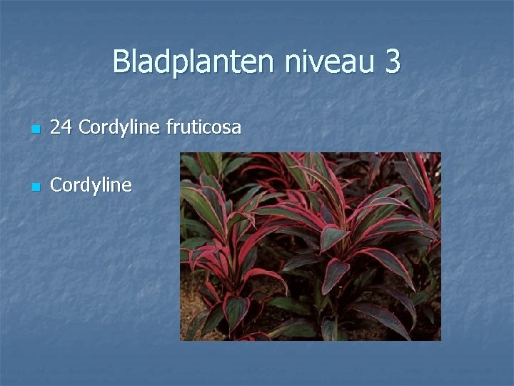 Bladplanten niveau 3 n 24 Cordyline fruticosa n Cordyline 