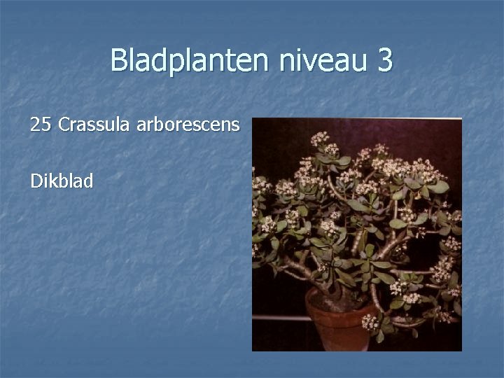 Bladplanten niveau 3 25 Crassula arborescens Dikblad 