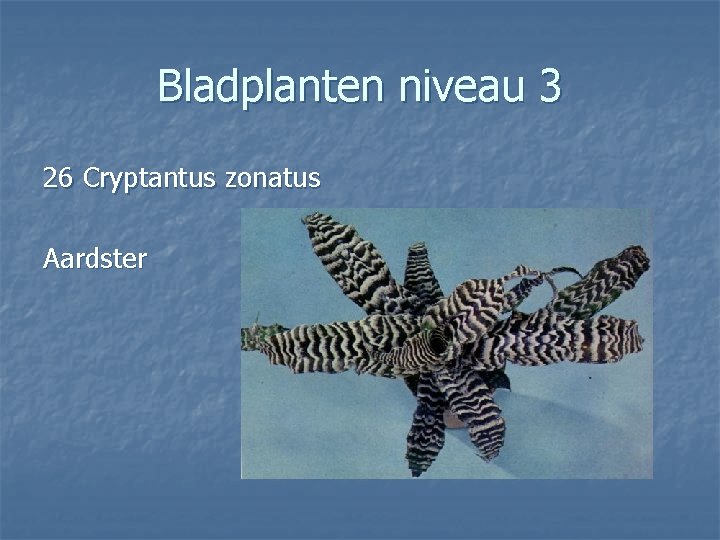 Bladplanten niveau 3 26 Cryptantus zonatus Aardster 