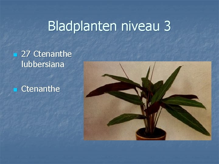 Bladplanten niveau 3 n n 27 Ctenanthe lubbersiana Ctenanthe 