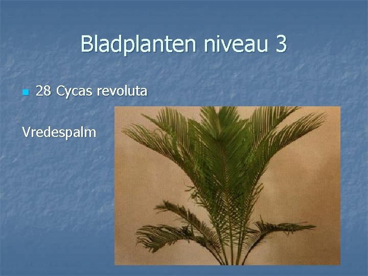 Bladplanten niveau 3 n 28 Cycas revoluta Vredespalm 