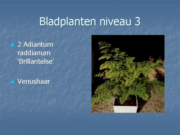 Bladplanten niveau 3 n n 2 Adiantum raddianum ‘Brillantelse’ Venushaar 