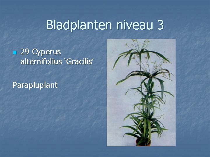 Bladplanten niveau 3 n 29 Cyperus alternifolius ‘Gracilis’ Parapluplant 