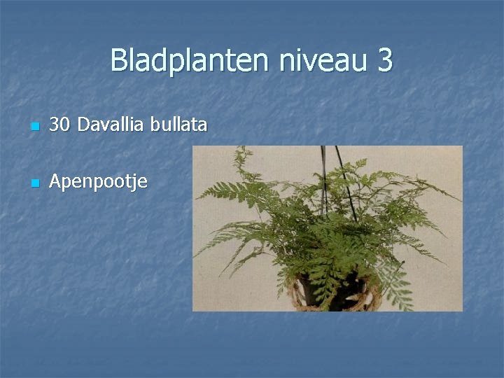 Bladplanten niveau 3 n 30 Davallia bullata n Apenpootje 