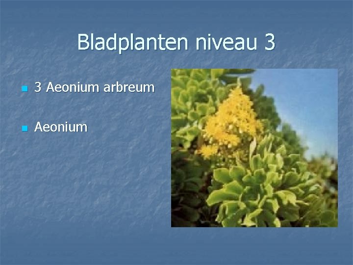 Bladplanten niveau 3 n 3 Aeonium arbreum n Aeonium 