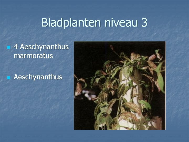 Bladplanten niveau 3 n n 4 Aeschynanthus marmoratus Aeschynanthus 