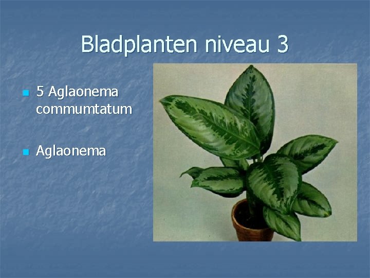 Bladplanten niveau 3 n n 5 Aglaonema commumtatum Aglaonema 