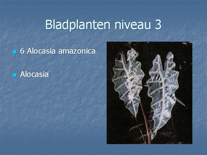 Bladplanten niveau 3 n 6 Alocasia amazonica n Alocasia 