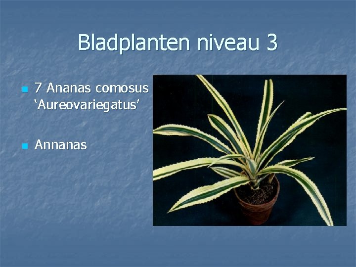 Bladplanten niveau 3 n n 7 Ananas comosus ‘Aureovariegatus’ Annanas 