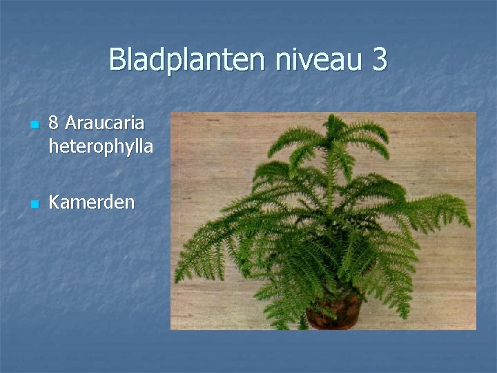 Bladplanten niveau 3 n n 8 Araucaria heterophylla Kamerden 