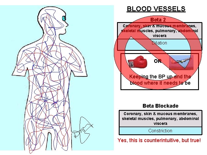 BLOOD VESSELS Beta 2 Coronary, skin & mucous membranes, skeletal muscles, pulmonary, abdominal viscera