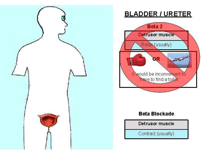 BLADDER / URETER Beta 2 Detrusor muscle Relax (usually) OR It would be inconvenient