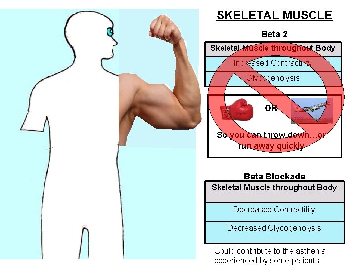 SKELETAL MUSCLE Beta 2 Skeletal Muscle throughout Body Increased Contractility Glycogenolysis OR So you