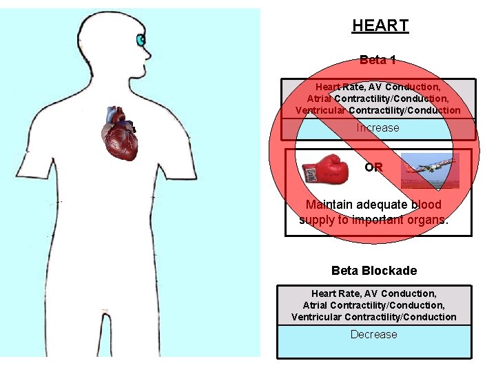HEART Beta 1 Heart Rate, AV Conduction, Atrial Contractility/Conduction, Ventricular Contractility/Conduction Increase OR Maintain
