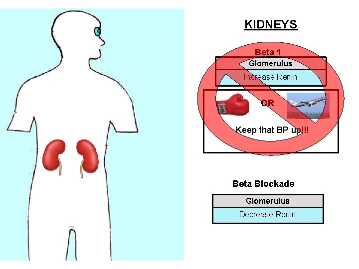 KIDNEYS Beta 1 Glomerulus Increase Renin OR Keep that BP up!!! Beta Blockade Glomerulus