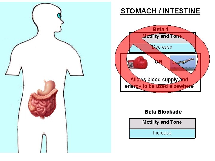 STOMACH / INTESTINE Beta 1 Motility and Tone Decrease OR Allows blood supply and