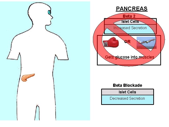 PANCREAS Beta 2 Islet Cells Increased Secretion OR Gets glucose into muscles Beta Blockade