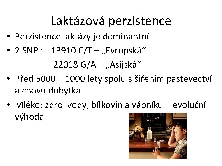 Laktázová perzistence • Perzistence laktázy je dominantní • 2 SNP : 13910 C/T –