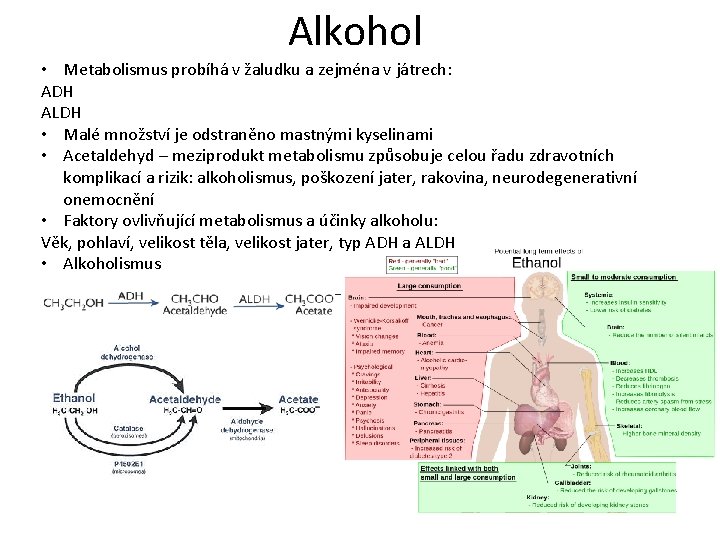 Alkohol • Metabolismus probíhá v žaludku a zejména v játrech: ADH ALDH • Malé