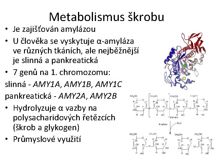 Metabolismus škrobu • Je zajišťován amylázou • U člověka se vyskytuje α-amyláza ve různých