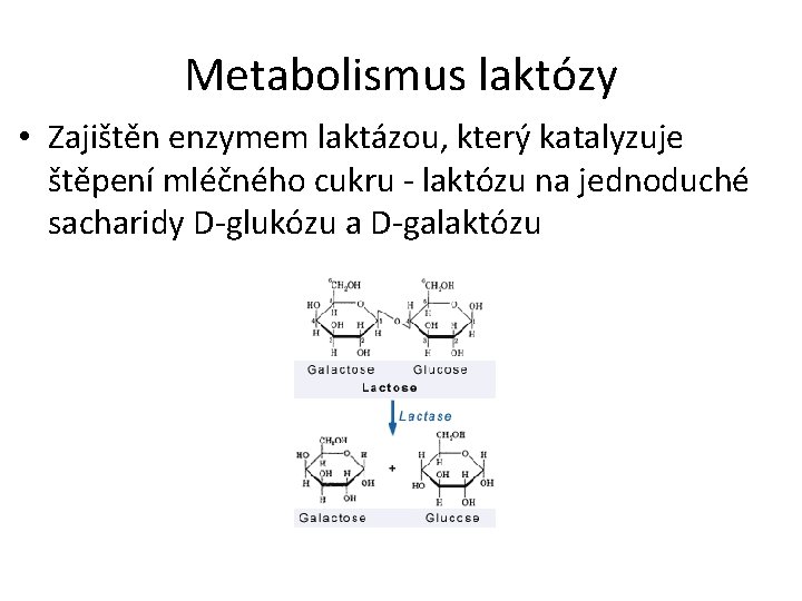 Metabolismus laktózy • Zajištěn enzymem laktázou, který katalyzuje štěpení mléčného cukru - laktózu na
